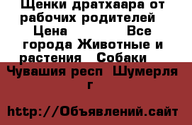 Щенки дратхаара от рабочих родителей › Цена ­ 22 000 - Все города Животные и растения » Собаки   . Чувашия респ.,Шумерля г.